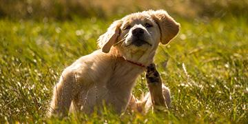 Dog in garden